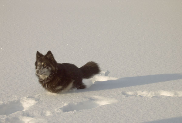 71_nere_leikkii_hangessa_2