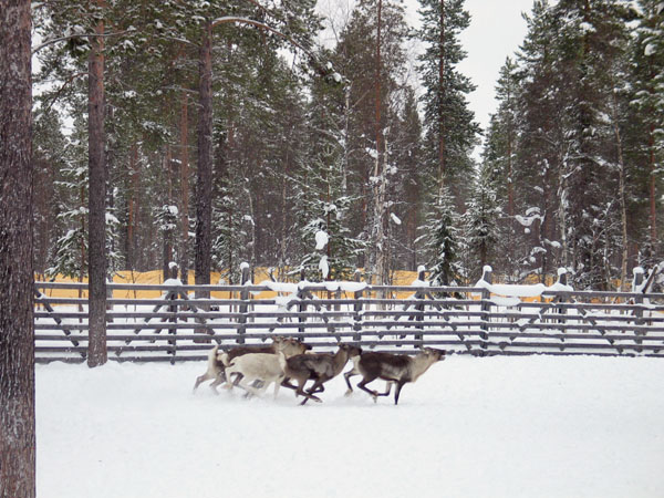05_porot_juoksevat_3